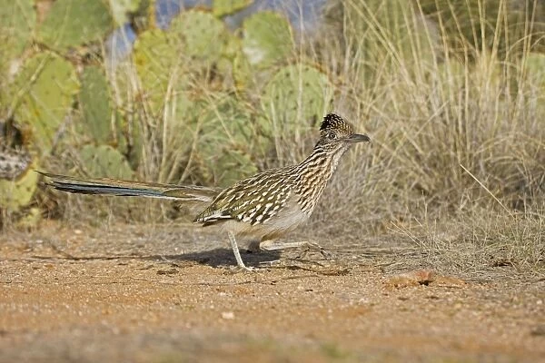 Greater Roadrunner Running - Large-crested-terrestrial bird of arid Southwest - Common in scrub desert and mesquite groves - Seldom flies -Eats lizards-snakes and insects Arizona USA