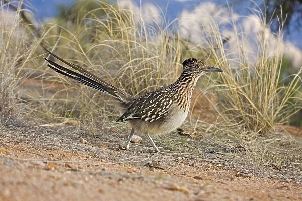 Greater Roadrunner - running - Large-crested-terrestrial bird of arid Southwest - Common in scrub desert and mesquite groves - Seldom flies -Eats lizards-snakes and insects Arizona USA
