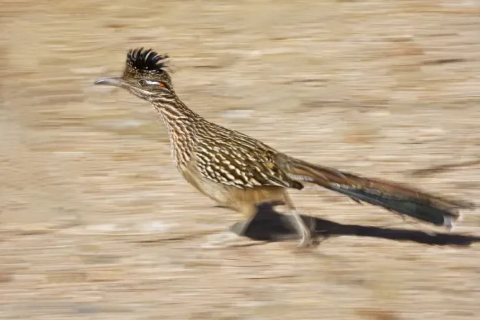 Framed Print : Greater Roadrunner - Running - Large-crested-terrestrial bird of arid Southwest - Common in scrub desert and mesquite groves - Seldom flies -Eats lizards-snakes and insects Arizona USA Framed Print : Greater Roadrunner - Running - Large-crested-terrestrial bird of arid Southwest - Common in scrub desert and mesquite groves - Seldom flies -Eats lizards-snakes and insects Arizona USA