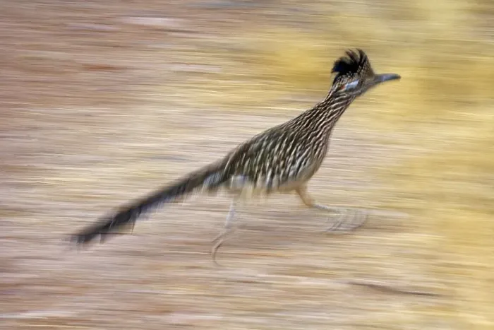 Framed Print : Greater Roadrunner - Running - Large-crested-terrestrial bird of arid Southwest - Common in scrub desert and mesquite groves - Seldom flies -Eats lizards-snakes and insects Arizona USA Framed Print : Greater Roadrunner - Running - Large-crested-terrestrial bird of arid Southwest - Common in scrub desert and mesquite groves - Seldom flies -Eats lizards-snakes and insects Arizona USA