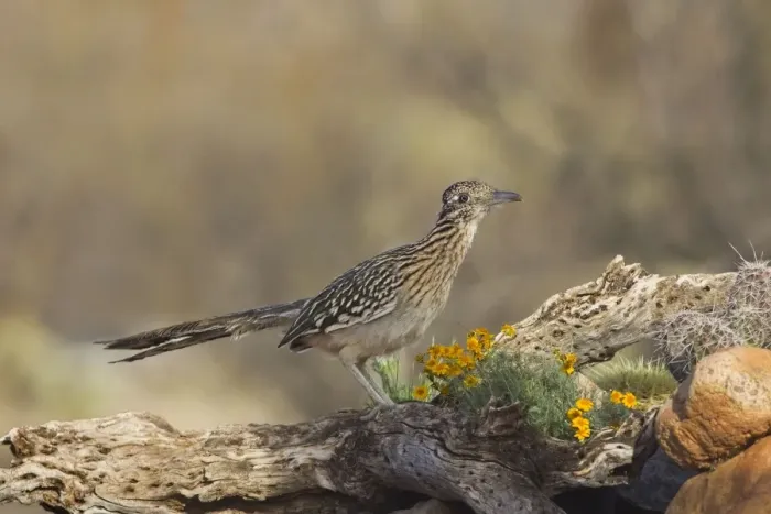 Framed Print : Greater Roadrunner. Southeastern Arizona in March. USA