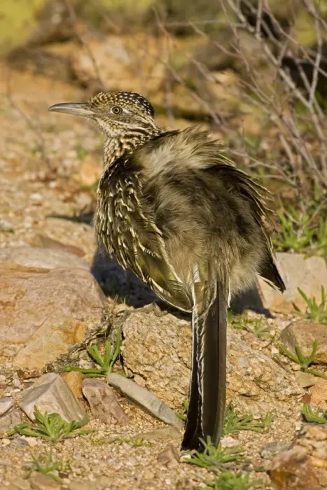 Framed Print : Greater Roadrunner - sunbathing -Warming itself by erecting feathers to allow sun to strike directly on black skin - Large-crested-terrestrial bird of arid Southwest - Common in scrub desert Framed Print : Greater Roadrunner - sunbathing -Warming itself by erecting feathers to allow sun to strike directly on black skin - Large-crested-terrestrial bird of arid Southwest - Common in scrub desert