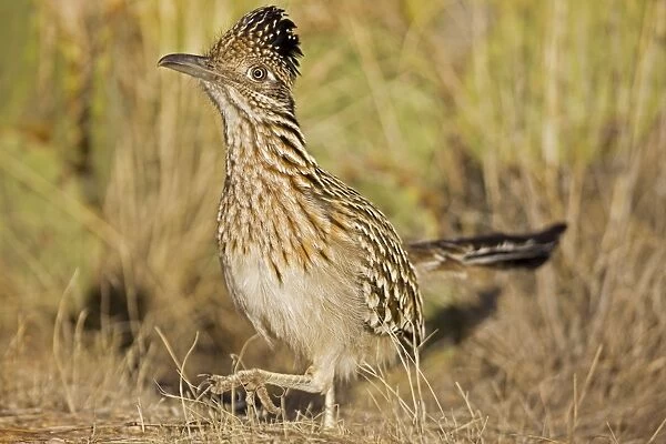 Greater Roadrunner - walking - Large-crested-terrestrial bird of arid Southwest - Common in scrub desert and mesquite groves - Seldom flies -Eats lizards-snakes and insects Sonoran Desert Arizona USA