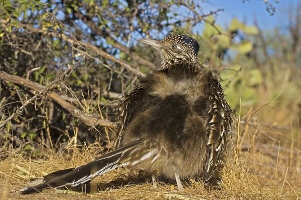 Greater Roadrunner - warming itself by erecting feathers to allow sun to strike directly on black skin - Large-crested-terrestrial bird of arid Southwest - Common in scrub desert and mesquite groves - Seldom flies -Eats lizards-snakes