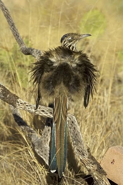 Greater Roadrunner - Warming itself by erecting feathers to allow sun to strike directly on black skin - Large-crested-terrestrial bird of arid Southwest - Common in scrub desert and mesquite groves - Seldom flies -Eats lizards-snakes