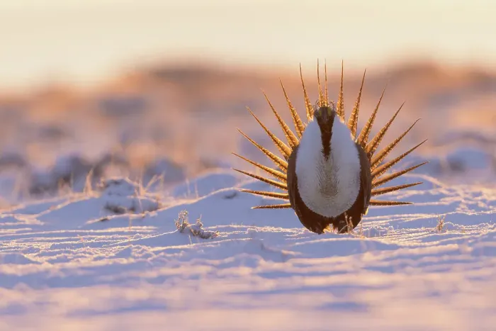 Framed Print : Greater sage-grouse, courtship display
