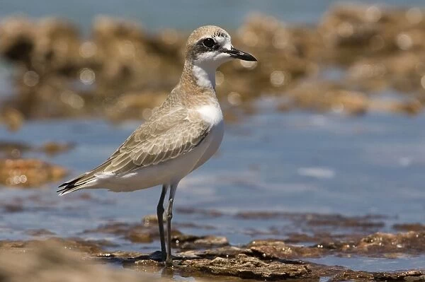Greater Sand Plover Greater Sand Plover  /  Greater Sandplover  /  Large Sand Dotterel. Breeds eastern Europe and central Asia and winters along the shores of eastern Africa around the Indian Ocean to Australia