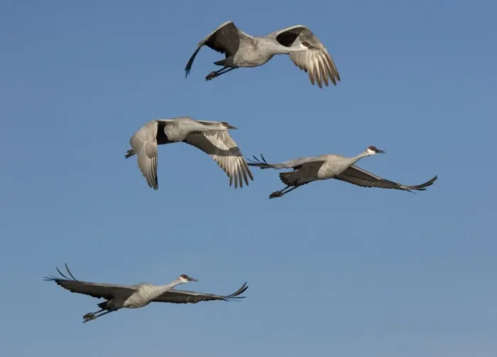 Framed Print : Greater Sandhill Cranes - in flight, winter Bosque del Apache National Wildlife Refuge, New Mexico, USA Framed Print : Greater Sandhill Cranes - in flight, winter Bosque del Apache National Wildlife Refuge, New Mexico, USA