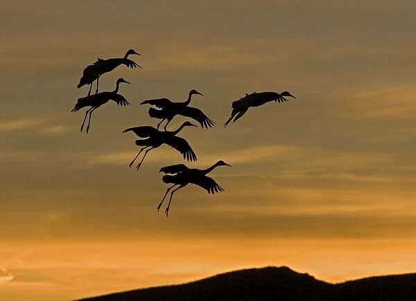 Greater Sandhill Cranes - in flight, coming into winter roost at sunset. Bosque del Apache National Wildlife Refuge