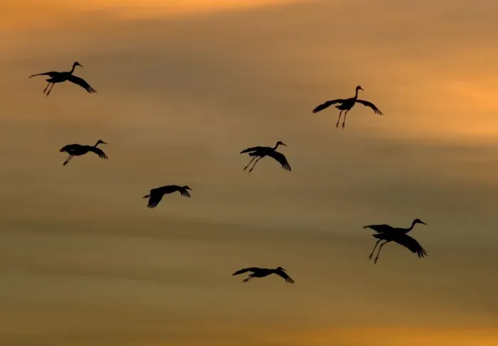Framed Print : Greater Sandhill Cranes - in flight, coming in to winter roost at sunset Framed Print : Greater Sandhill Cranes - in flight, coming in to winter roost at sunset