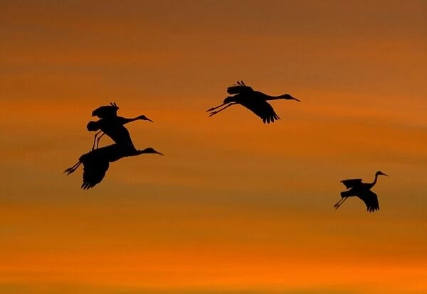 Greater Sandhill Cranes - in flight, coming in to winter roost at sunset. Bosque del Apache National Wildlife Refuge