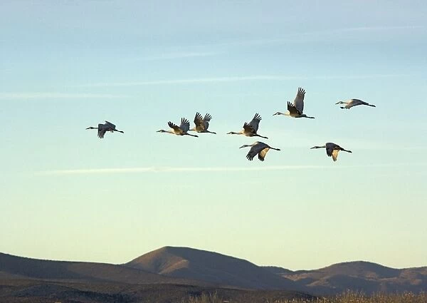Greater Sandhill Cranes - in flight, winter
