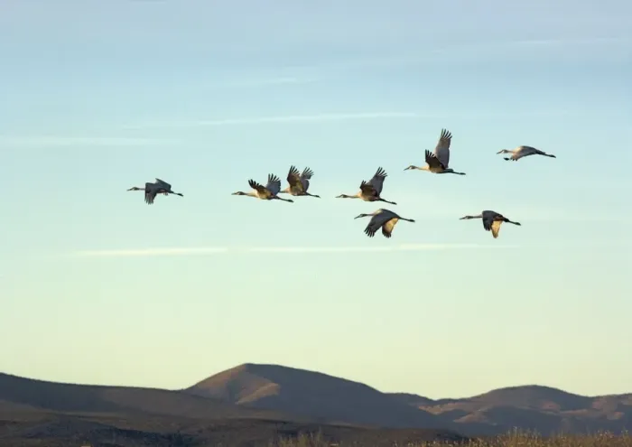 Framed Print : Greater Sandhill Cranes - in flight, winter Framed Print : Greater Sandhill Cranes - in flight, winter
