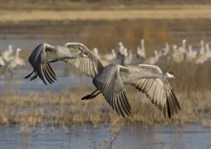 Framed Print : Greater Sandhill Cranes - in flight, winter. Bosque del Apache National Wildlife Refuge, New Mexico, USA Framed Print : Greater Sandhill Cranes - in flight, winter. Bosque del Apache National Wildlife Refuge, New Mexico, USA