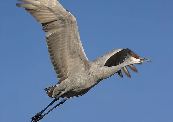 Greater Sandhill Cranes - in flight, winter