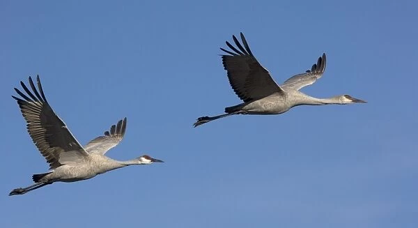 Greater Sandhill Cranes - in flight, winter. Bosque del Apache National Wildlife Refuge, New Mexico, USA