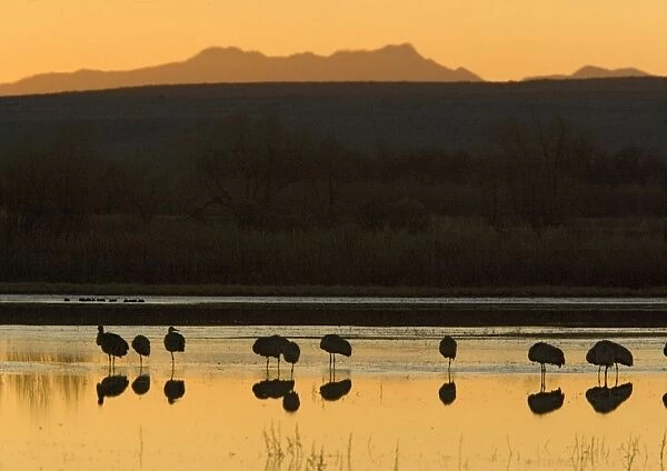 Greater Sandhill Cranes - in wetland at dawn, midwinter. Bosque del Apache National Wildlife Refuge