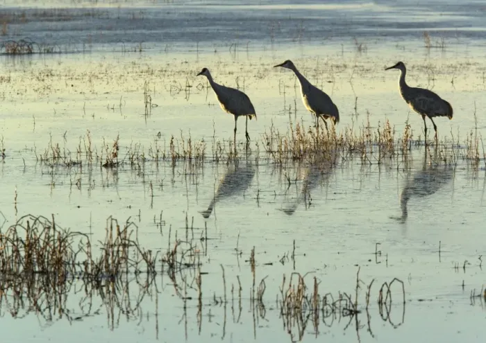 Framed Print : Greater sandhill cranes, in winter. Bosque del Apache National Wildlife Refuge New Mexico USA Framed Print : Greater sandhill cranes, in winter. Bosque del Apache National Wildlife Refuge New Mexico USA