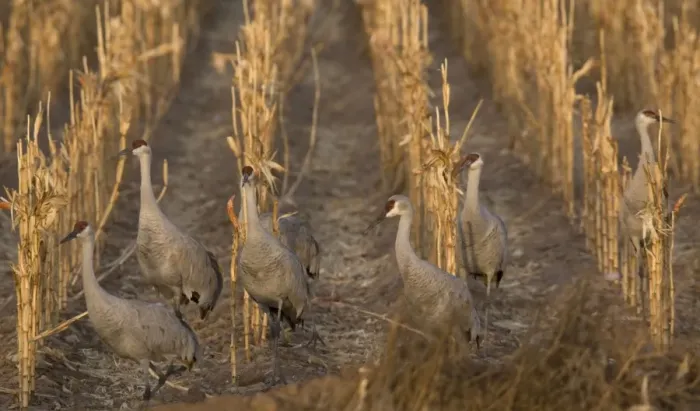 Framed Print : Greater Sandhill Cranes - in winter, feeding in maize (corn) field. Bosque del Apache National Wildlife Refuge, New Mexico, USA Framed Print : Greater Sandhill Cranes - in winter, feeding in maize (corn) field. Bosque del Apache National Wildlife Refuge, New Mexico, USA