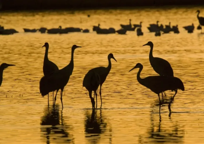 Framed Print : Greater Sandhill Cranes - in winter. Bosque del Apache National Wildlife Refuge Framed Print : Greater Sandhill Cranes - in winter. Bosque del Apache National Wildlife Refuge
