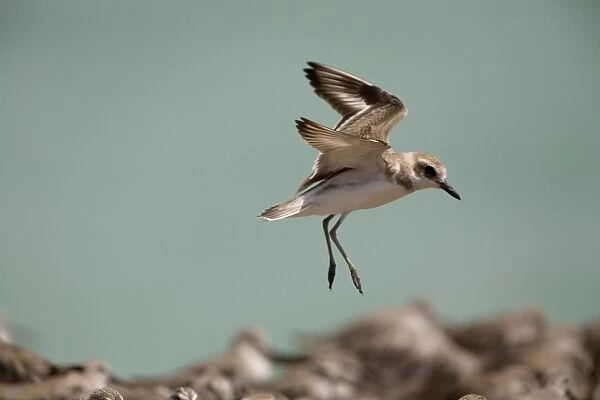 Greater Sandplover  /  Greater Sand Plover - in flight Breeds eastern Europe and central Asia and winters along the shores of eastern Africa around the Indian Ocean to Australia. At Roebuck Bay, Broome, Western Australia