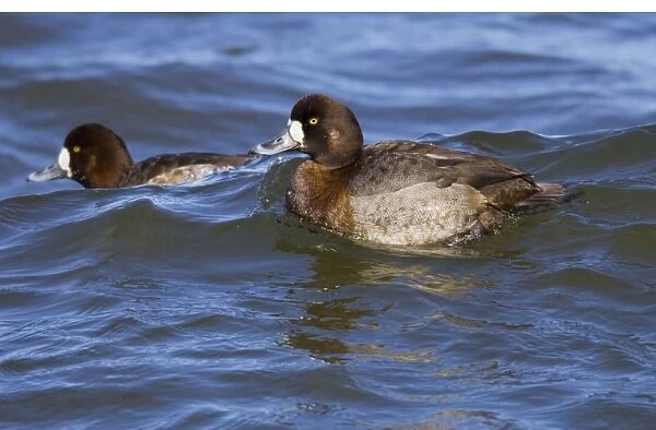 Greater Scaup - female in February breeding plumage. Connecticut USA