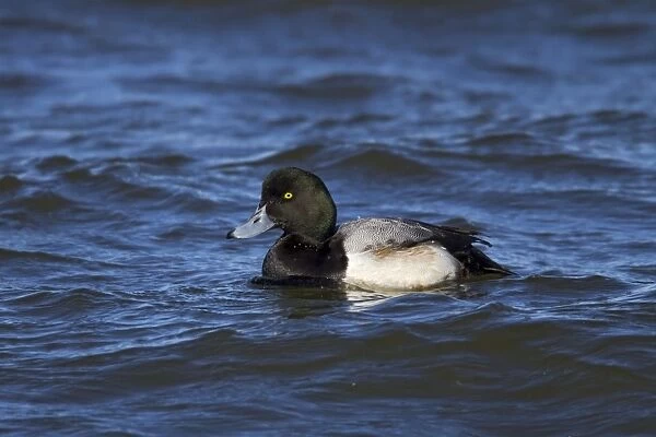 Greater Scaup male in February breeding plumage. Connecticut USA