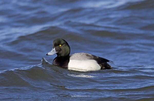 Greater Scaup male in February breeding plumage. Connecticut USA