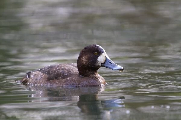Greater Scaup - Tehidy Park - Cornwall - UK