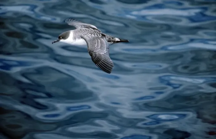 Framed Print : Greater Shearwater Framed Print : Greater Shearwater