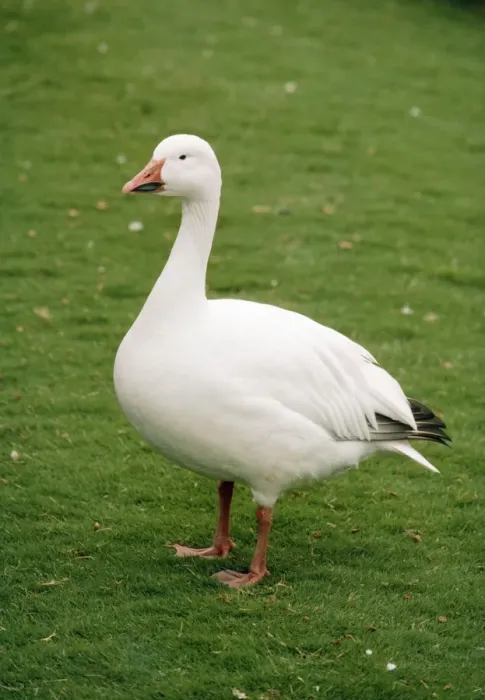 Framed Print : Greater Snow Goose Framed Print : Greater Snow Goose