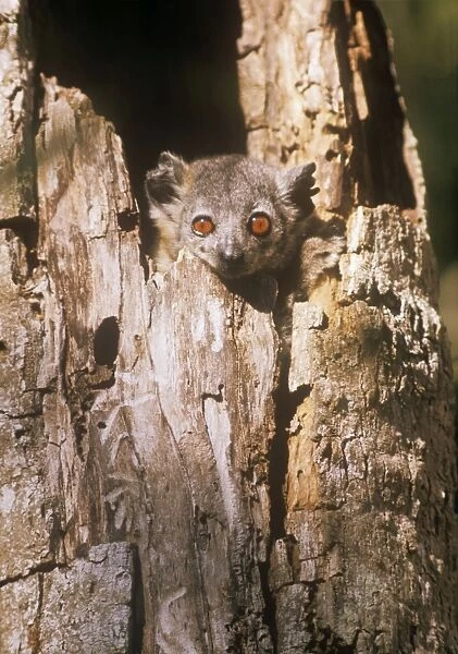 Greater Sportive Lemur - in nest hole