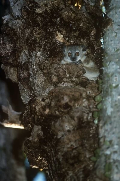 Greater Sportive Lemur - in nest hole - Madagascar