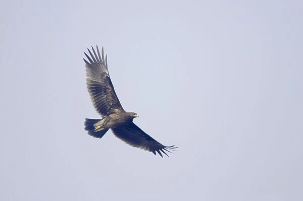 Greater Spotted Eagle - in flight - Keoladeo Ghana National Park - Bharatpur Rajasthan India BI017890