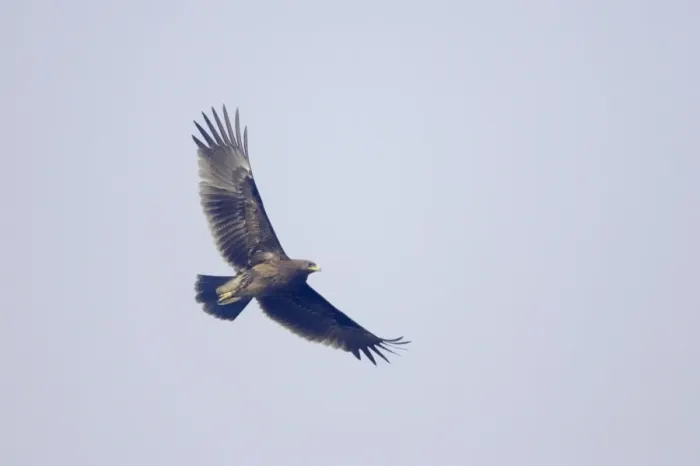 Framed Print : Greater Spotted Eagle - in flight - Keoladeo Ghana National Park - Bharatpur Rajasthan India BI017890 Framed Print : Greater Spotted Eagle - in flight - Keoladeo Ghana National Park - Bharatpur Rajasthan India BI017890