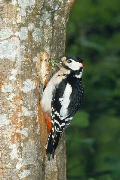 Greater-spotted  /  Great-spotted Woodpecker - with food in beak