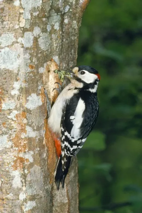 Framed Print : Greater-spotted / Great-spotted Woodpecker - with food in beak Framed Print : Greater-spotted / Great-spotted Woodpecker - with food in beak