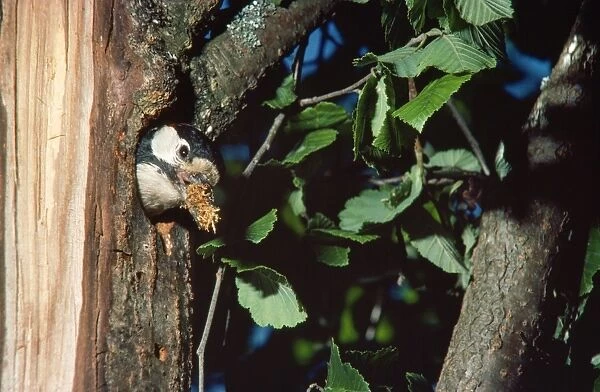 Greater-spotted  /  Great-spotted Woodpecker - at nest