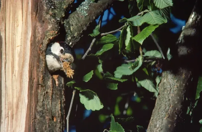 Framed Print : Greater-spotted / Great-spotted Woodpecker - at nest Framed Print : Greater-spotted / Great-spotted Woodpecker - at nest