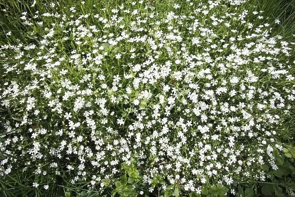 Greater Stitchwort - flowering on ditch enbankment, Lower Saxony, Germany