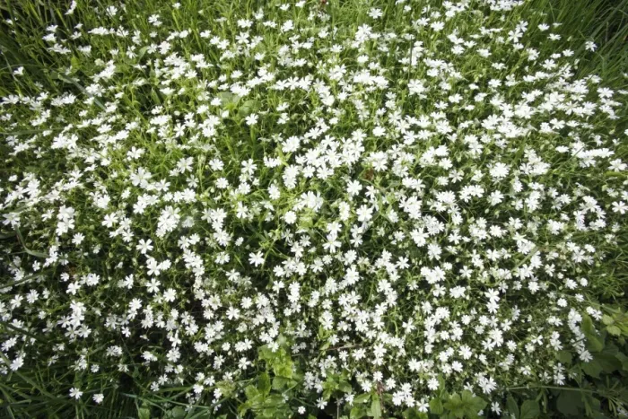 Framed Print : Greater Stitchwort - flowering on ditch enbankment, Lower Saxony, Germany Framed Print : Greater Stitchwort - flowering on ditch enbankment, Lower Saxony, Germany