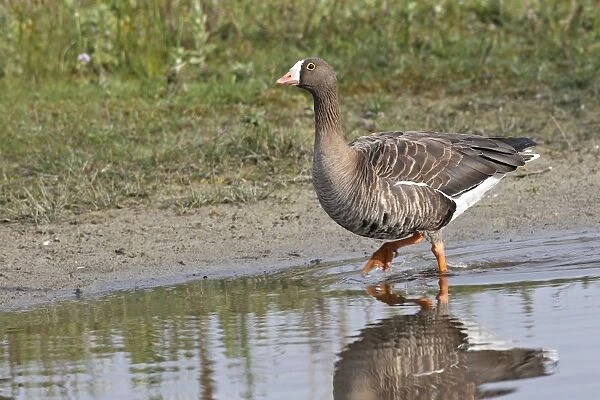 Greater White-fronted Goose - in water. Marquentaire - Bay of Somme - France