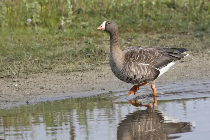 Framed Print : Greater White-fronted Goose - in water. Marquentaire - Bay of Somme - France Framed Print : Greater White-fronted Goose - in water. Marquentaire - Bay of Somme - France