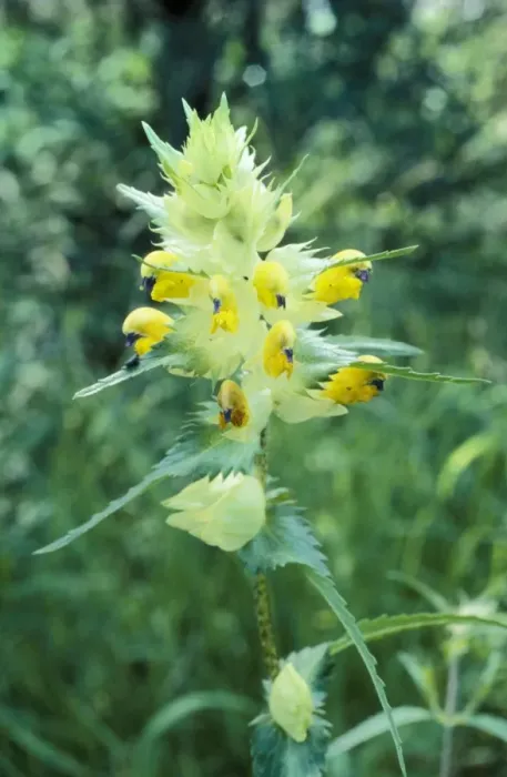 Framed Print : Greater Yellow Rattle Very rare, UK Framed Print : Greater Yellow Rattle Very rare, UK
