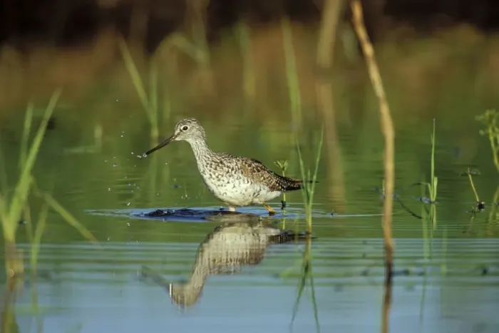 Framed Print : Greater Yellowlegs - using small, shallow pond during spring migration stopover. Washington, Pacific Northwest, USA. April. B8020 Framed Print : Greater Yellowlegs - using small, shallow pond during spring migration stopover. Washington, Pacific Northwest, USA. April. B8020