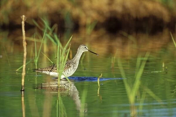 Greater Yellowlegs - using small, shallow pond during spring migration stopover. Washington, Pacific Northwest, USA. April. B8022