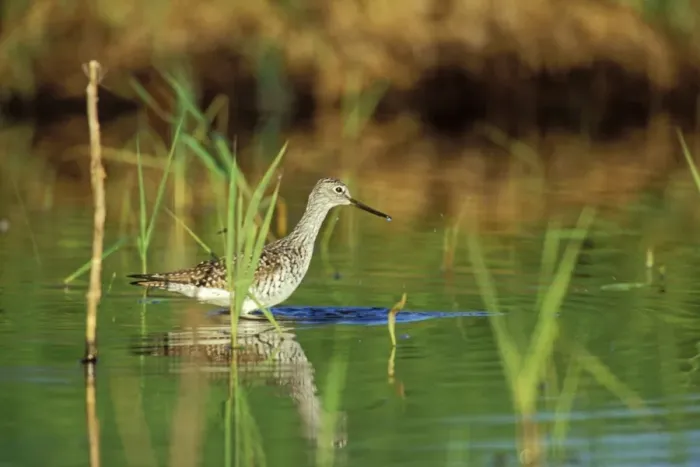 Framed Print : Greater Yellowlegs - using small, shallow pond during spring migration stopover. Washington, Pacific Northwest, USA. April. B8022 Framed Print : Greater Yellowlegs - using small, shallow pond during spring migration stopover. Washington, Pacific Northwest, USA. April. B8022