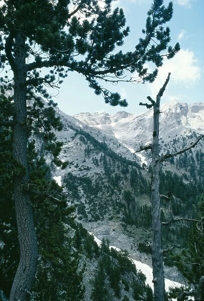 Greece Mt. Olympus with pine leucodermis