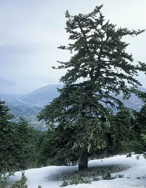 Greek Fir Tree - Ancient Greek Fir Forest - Mount Enos National Park - Cephalonia - Greece