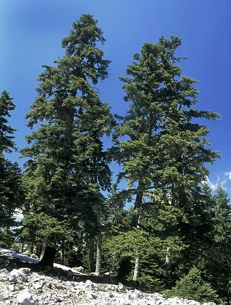 Greek Fir Tree - at high altitude on Mount Parnassus - Greece